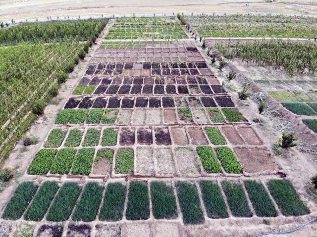 'Burada arpa bile yetişmez' denilmesine rağmen kurdukları bostanda tonlarca sebze meyve üretiyorlar