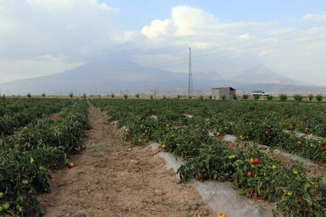 'Burada arpa bile yetişmez' denilmesine rağmen kurdukları bostanda tonlarca sebze meyve üretiyorlar
