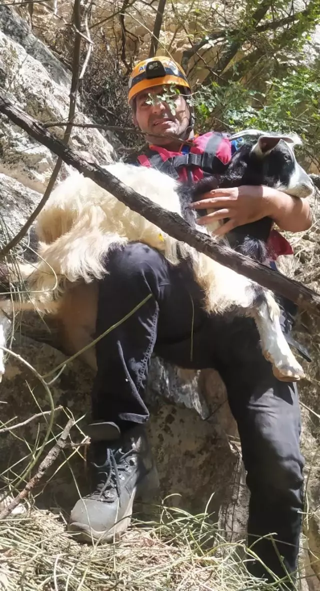 Kayalıklarda mahsur kalan keçileri JAK ve AFAD ekipleri kurtardı