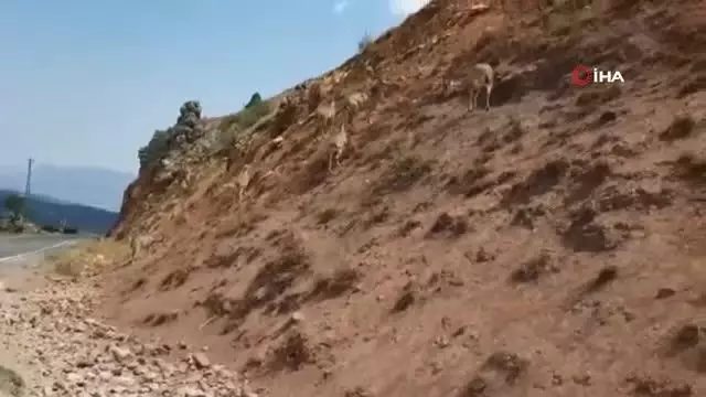 Dağ keçileri karayoluna indi, vatandaşlar cep telefonlarına sarıldı