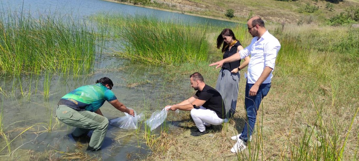 Kocaeli ve Karabük'te göletlere 201 bin yavru sazan bırakıldı