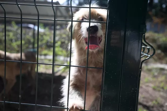 Acilan Barinak Sokak Hayvanlarina Yuva Olacak Acilan Barinak Sokak Hayvanlarina Yuva Olacak