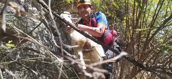 Kanyonda mahsur kalan keçileri raftingciler kurtardı