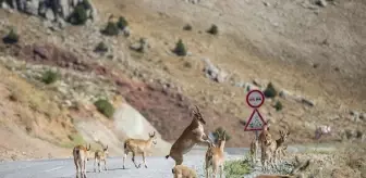 Hozat: Koruma altındaki yaban keçileri Tunceli'nin bozkırlarına ayrı bir güzellik katıyor Hozat: Koruma altındaki yaban keçileri Tunceli'nin bozkırlarına ayrı bir güzellik katıyor