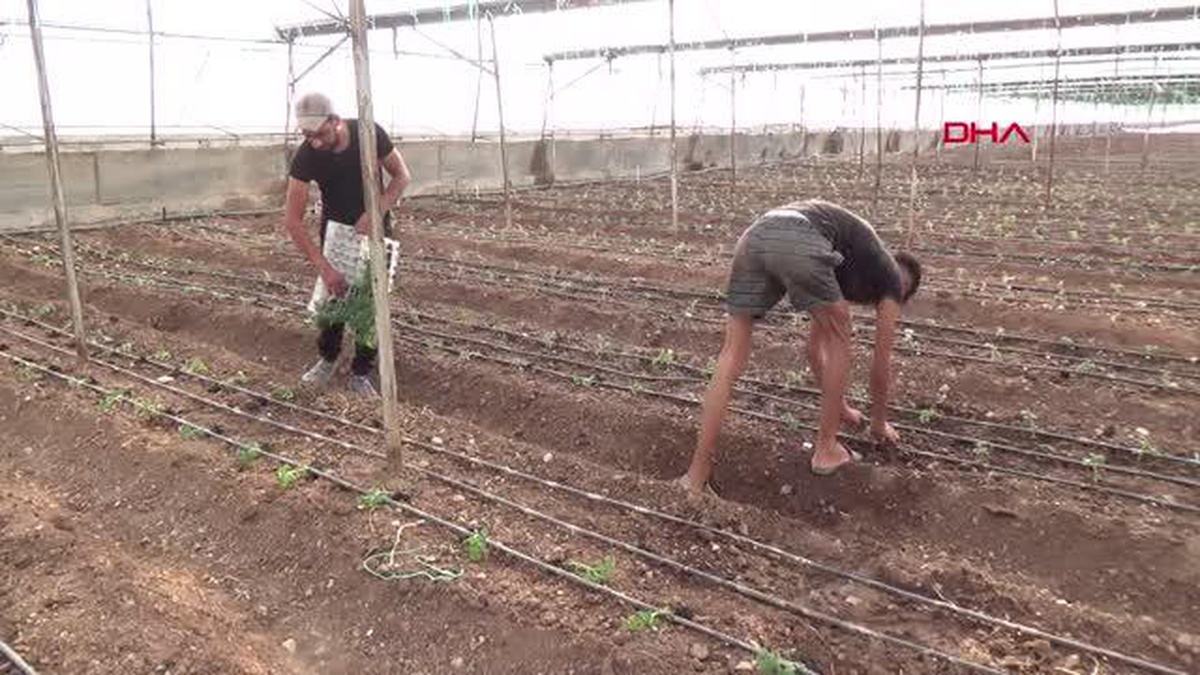 KUMLUCA'DA 50 MİLYON DOMATES FİDESİ DİKİLİYOR - Vimarsana News