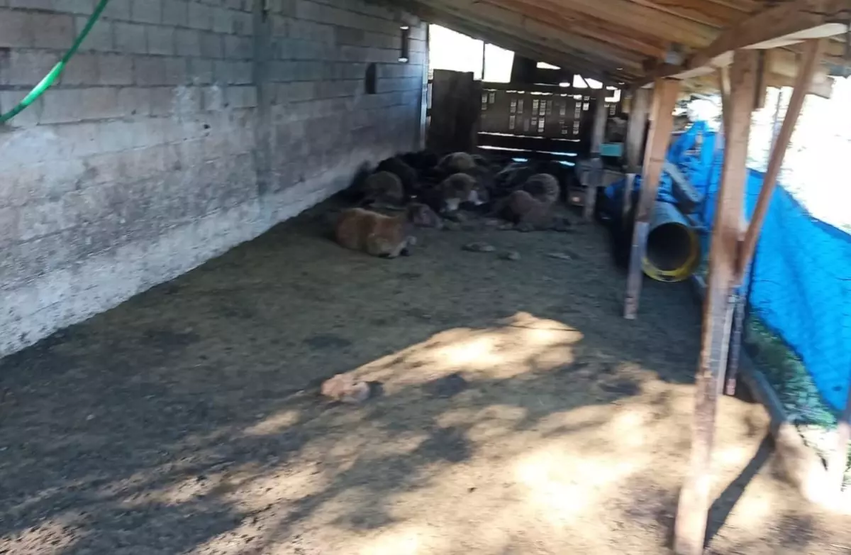 Ağıla giren kurtlar 40 koyunu telef etti