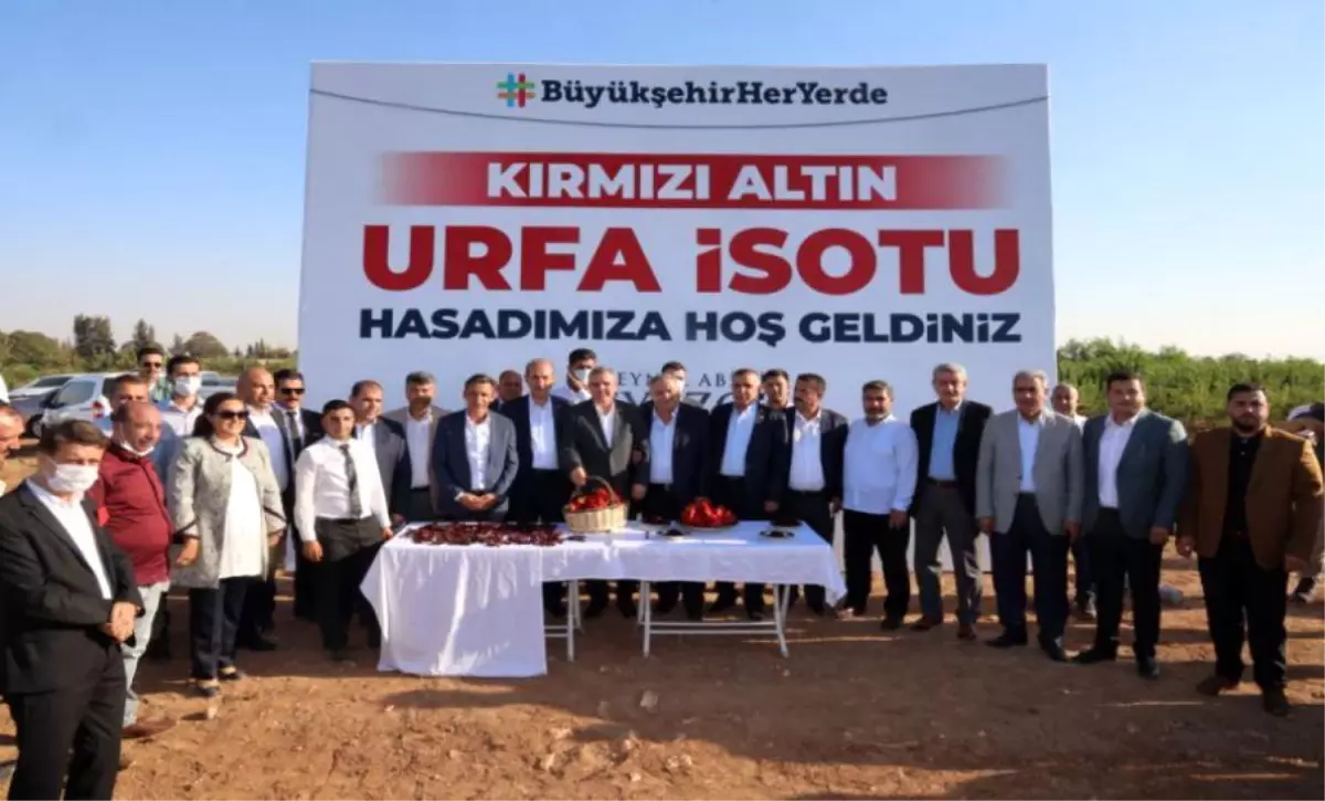 'Kırmızı Altın' Urfa İsotunda Hasat Zamanı