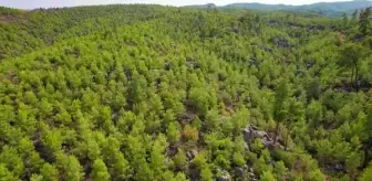 13 yıl önce yanan ormanlık alan yeniden yemyeşil bir görüntüye kavuştu