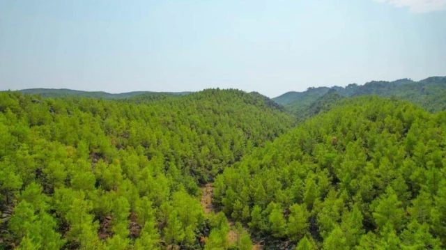 Orman Genel Müdürlüğü, Antalya'da 13 yıl önce yanan ormanlık alanın son halini paylaştı