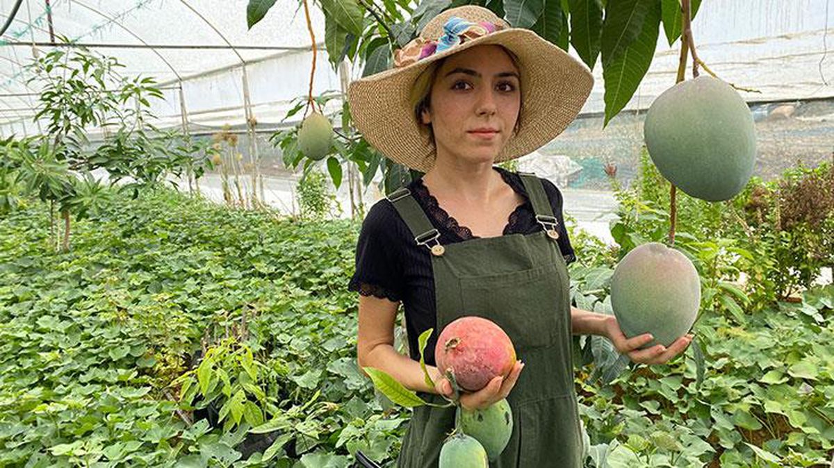 Üniversiteli Burçin mezun olup, mango üretmeye başladı! Kilosunu 40 liradan satıyor