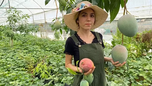 Üniversiteli Burçin mezun olup, mango üretmeye başladı! Kilosunu 40 liradan satıyor Üniversiteli Burçin mezun olup, mango üretmeye başladı! Kilosunu 40 liradan satıyor