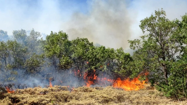 Bingöl'deki orman yangına 100 kişilik ekip müdahale ediyor