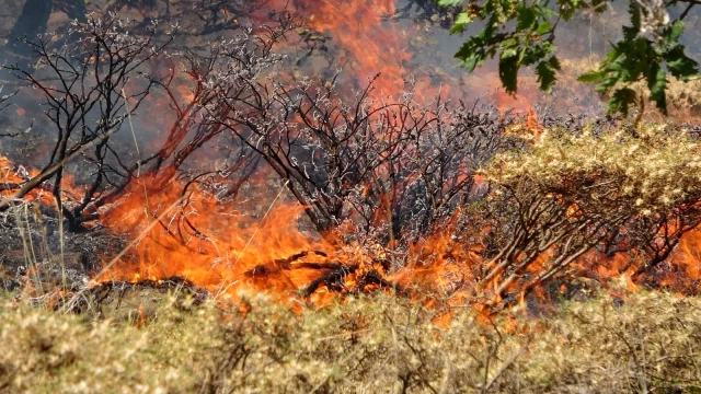 Bingöl'deki orman yangına 100 kişilik ekip müdahale ediyor