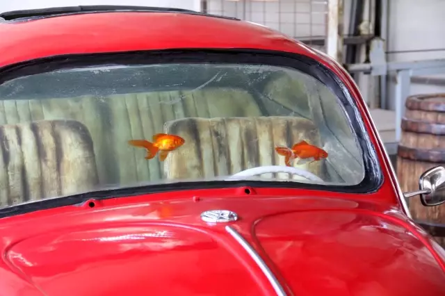 Türkiye'de eşi benzeri yok! 'Vosvos Akvaryum' Abu Dabi'de sergilenmek için gün sayıyor