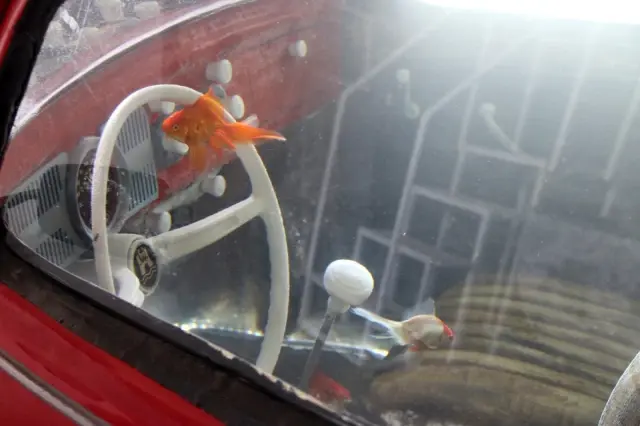 Türkiye'de eşi benzeri yok! 'Vosvos Akvaryum' Abu Dabi'de sergilenmek için gün sayıyor