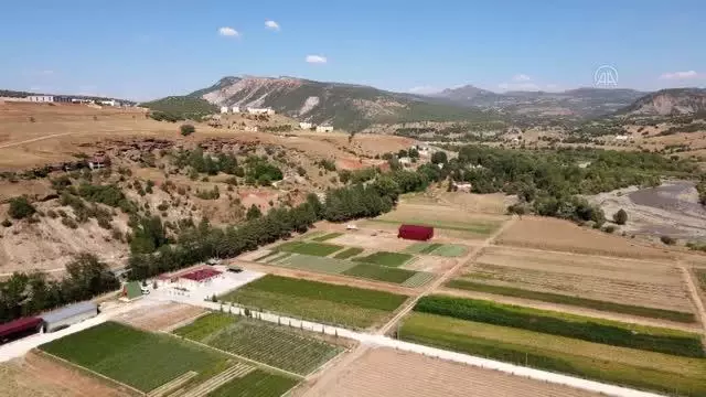 Yetiştirilen fidanlar yanan orman yerlerine yine hayat oluyor