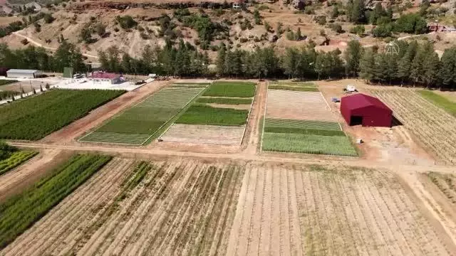 Yetiştirilen fidanlar yanan orman yerlerine yine hayat oluyor