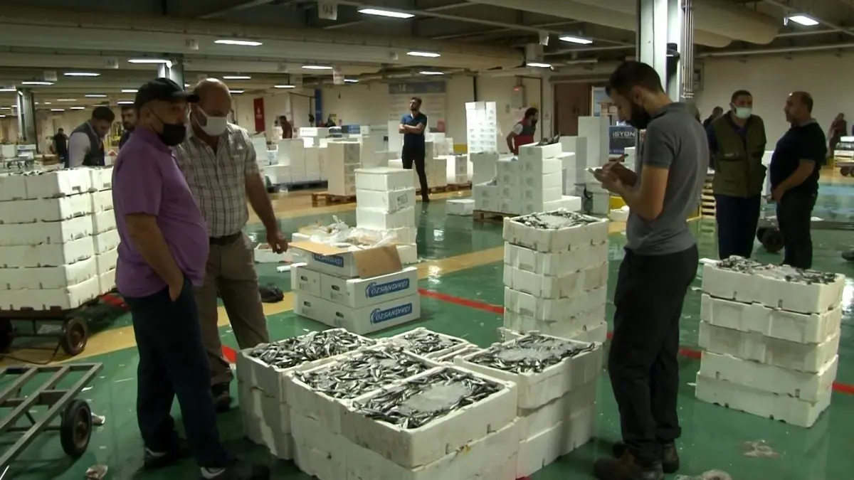 Av yasağı bitti, Gürpınar Su Ürünleri Hali'nde hareketlilik başladı