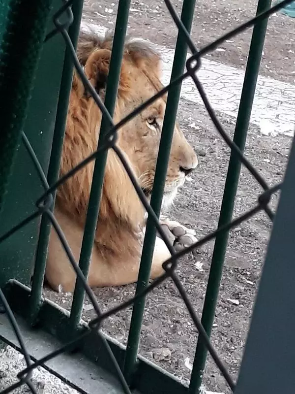 O hayvanat bahçesinin kapatılması için gazeteye ilan verdiler