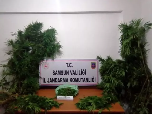 Samsun'da uyuşturucu operasyonları: 15 gözaltı