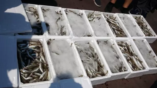 Sezon başladı, tekneler balıkla doldu Sezon başladı, tekneler balıkla doldu