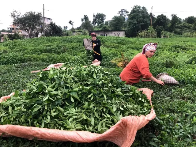 ÇAYKUR 2 günde üreticiden 9 bin 500 ton yaş çay aldı
