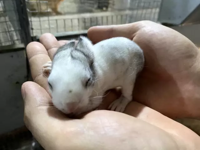 Emekli kadın polis hobi olarak başladığı tavşan üretiminde devlet desteğiyle büyüdü