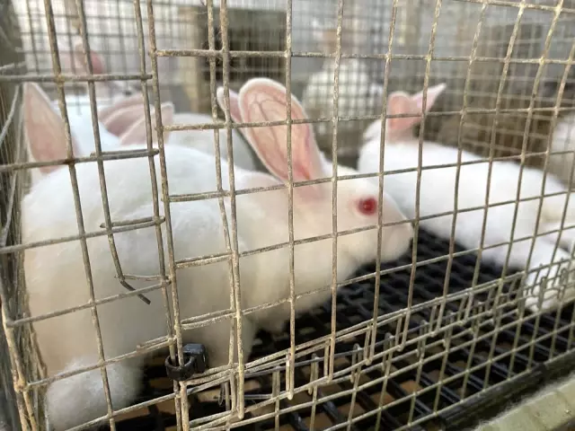 Emekli kadın polis hobi olarak başladığı tavşan üretiminde devlet desteğiyle büyüdü