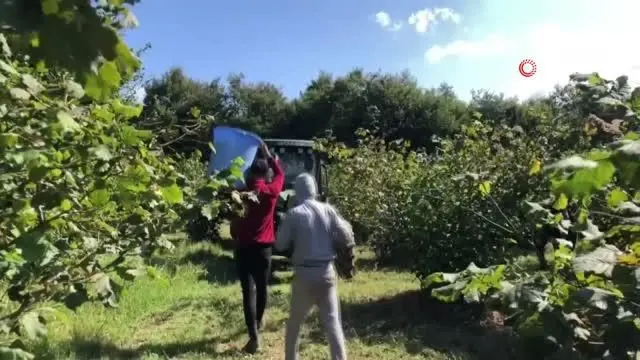 O ilçede fındık hasadında yüzde 20 düşüş yaşandı