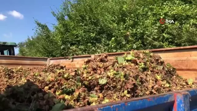 O ilçede fındık hasadında yüzde 20 düşüş yaşandı