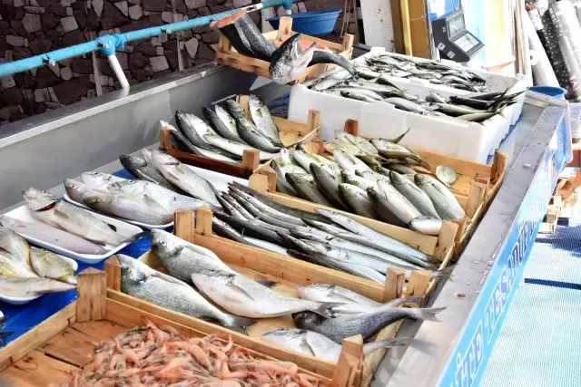 'Denizlerin prensi' olarak bilinen lüfer, kilosu 150 liradan tezgahlarda yerini aldı