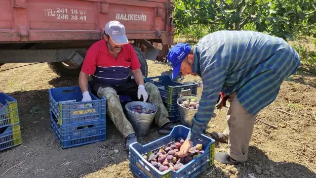 Dünyaca ünlü siyah incirin fiyatı 30 liradan 14 liraya düşünce çiftçi isyan etti