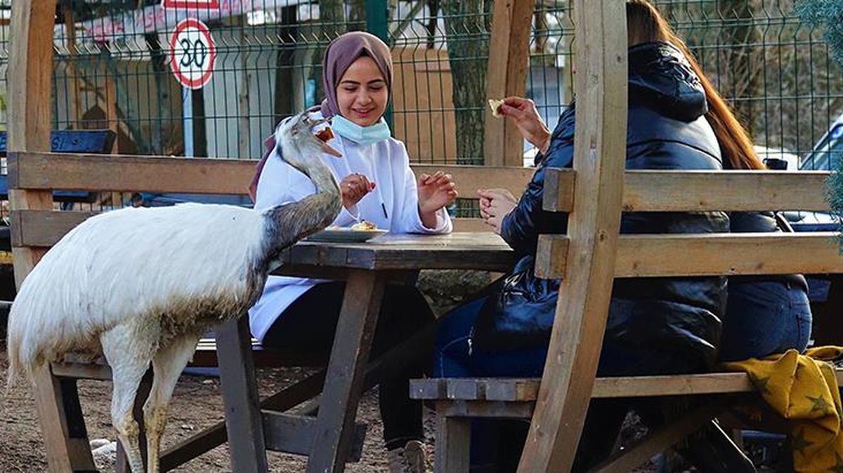 Gördüğü her şeyi yutuyordu! Ameliyatla karnından anahtarlık çıkarılan hırsız deve kuşundan kötü haber