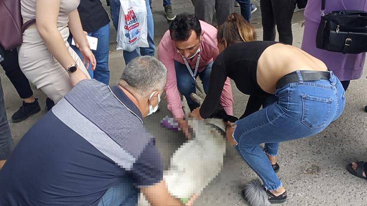 Herkes seferber oldu! Dolmuş çarpan köpeği hayata döndürmek için dakikalarca uğraştılar
