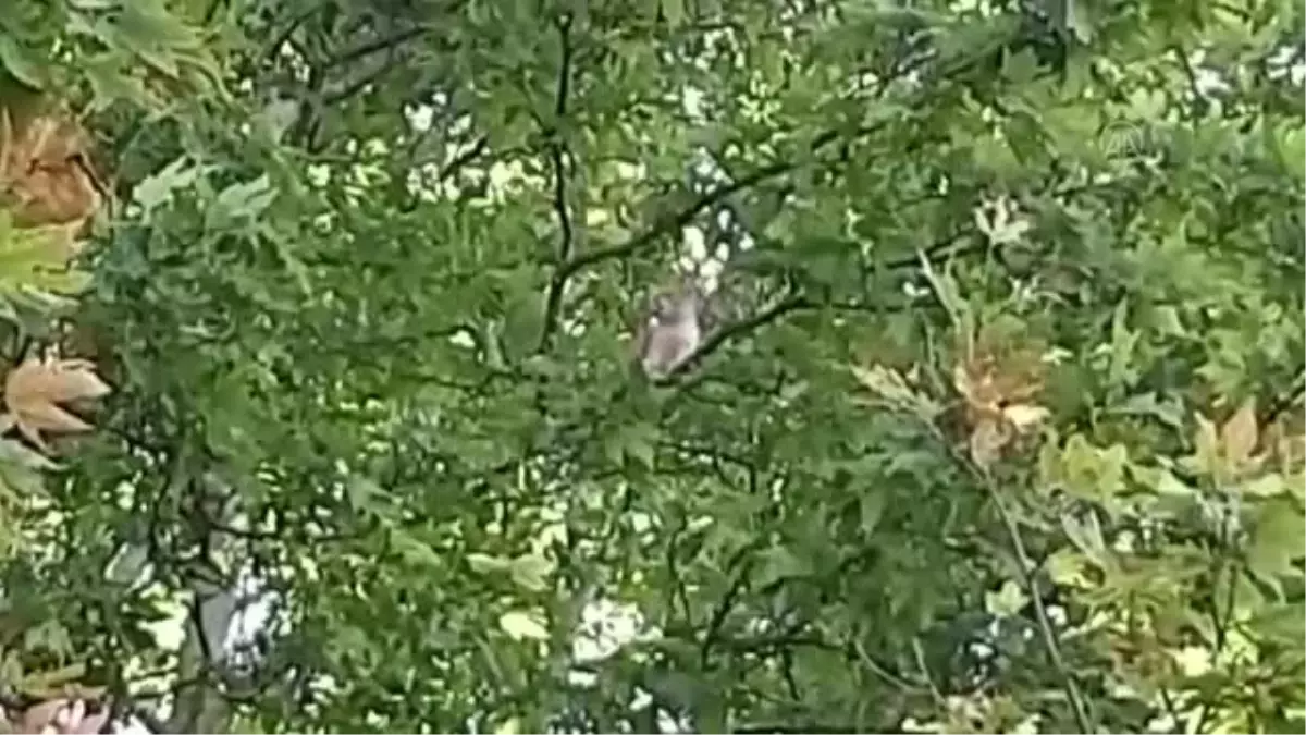 KIRIKKALE - Ağaçta mahsur kalan kedi iş makinesiyle kurtarıldı