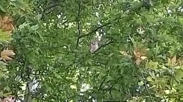 KIRIKKALE - Ağaçta mahsur kalan kedi iş makinesiyle kurtarıldı KIRIKKALE - Ağaçta mahsur kalan kedi iş makinesiyle kurtarıldı