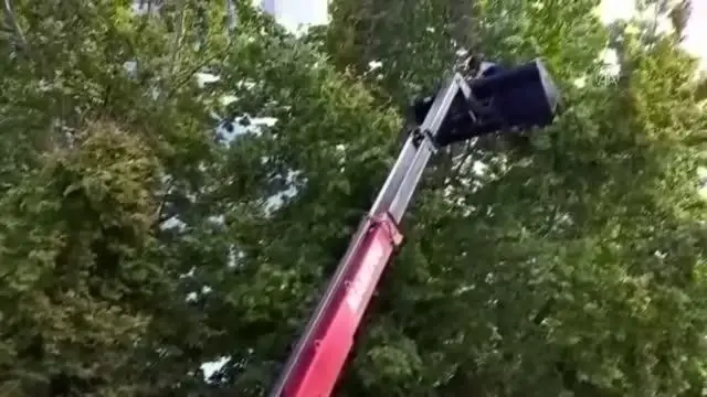 KIRIKKALE - Ağaçta mahsur kalan kedi iş makinesiyle kurtarıldı