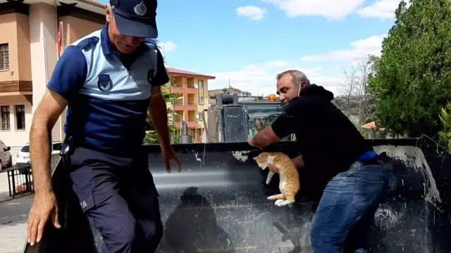 KIRIKKALE - Ağaçta mahsur kalan kedi iş makinesiyle kurtarıldı
