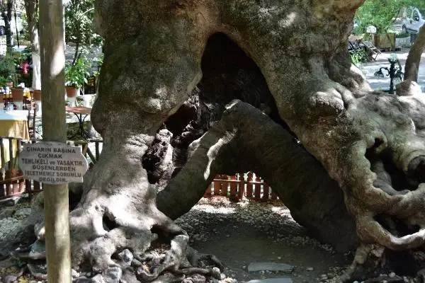 Son dakika haberi | ORMAN YANGINLARI SONRASI 1800 YAŞINDAKİ ÇINARA BAKIM