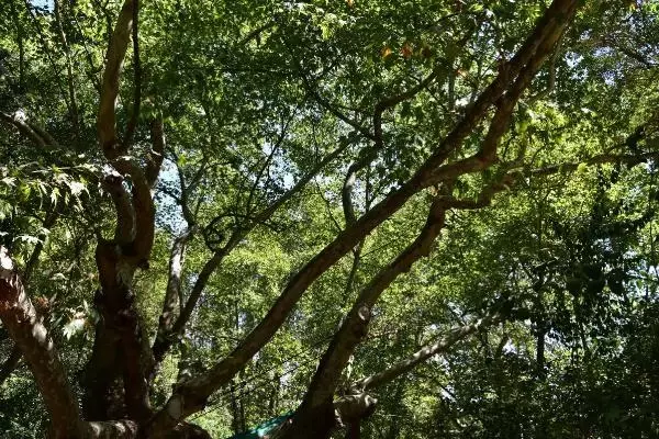 Son dakika haberi | ORMAN YANGINLARI SONRASI 1800 YAŞINDAKİ ÇINARA BAKIM