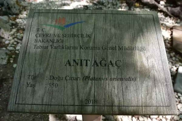 Son dakika haberi | ORMAN YANGINLARI SONRASI 1800 YAŞINDAKİ ÇINARA BAKIM