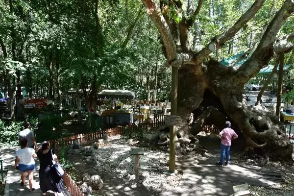 Son dakika haberi | ORMAN YANGINLARI SONRASI 1800 YAŞINDAKİ ÇINARA BAKIM