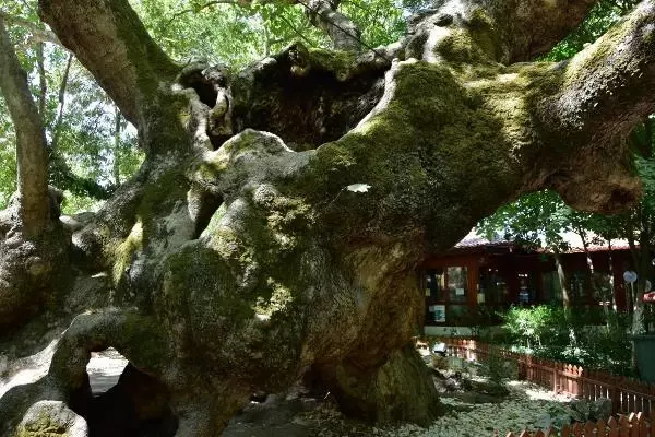 Son dakika haberi | ORMAN YANGINLARI SONRASI 1800 YAŞINDAKİ ÇINARA BAKIM