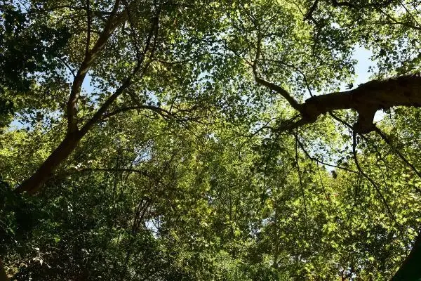 Son dakika haberi | ORMAN YANGINLARI SONRASI 1800 YAŞINDAKİ ÇINARA BAKIM