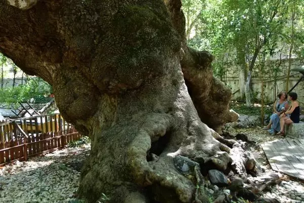 Son dakika haberi | ORMAN YANGINLARI SONRASI 1800 YAŞINDAKİ ÇINARA BAKIM