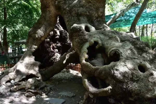 Son dakika haberi | ORMAN YANGINLARI SONRASI 1800 YAŞINDAKİ ÇINARA BAKIM
