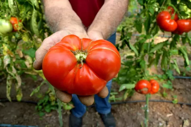 Ata tohumundan üretilen domateslerin her biri 1 kilo geliyor