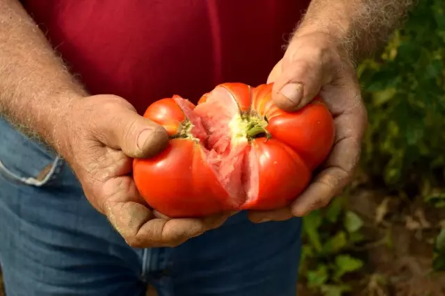 Ata tohumundan üretilen domateslerin her biri 1 kilo geliyor