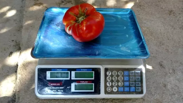 Ata tohumundan üretilen domateslerin her biri 1 kilo geliyor