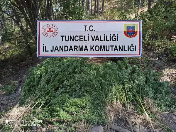 Tarlaya 'uyuşturucu' operasyonu